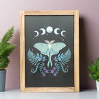 Eleanoras Luna Moth Framed Print Framed Prints