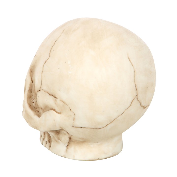 Eleanoras Skull Ornament with Snake 