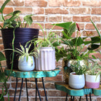 Greenwash Set of 3 Gamal Wood Plant Stands