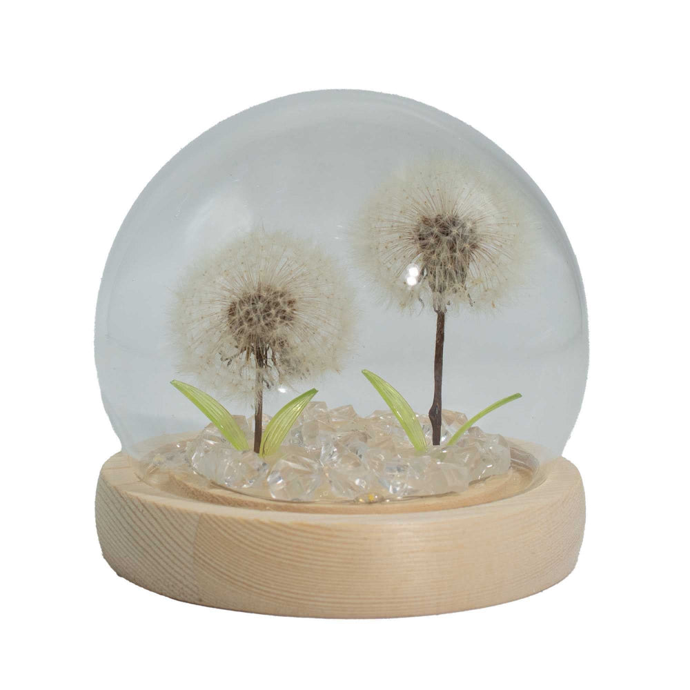 Glass dome with dandelions on a wooden base against a white background