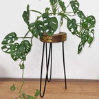 Natural & Gold Wood Plant Stand