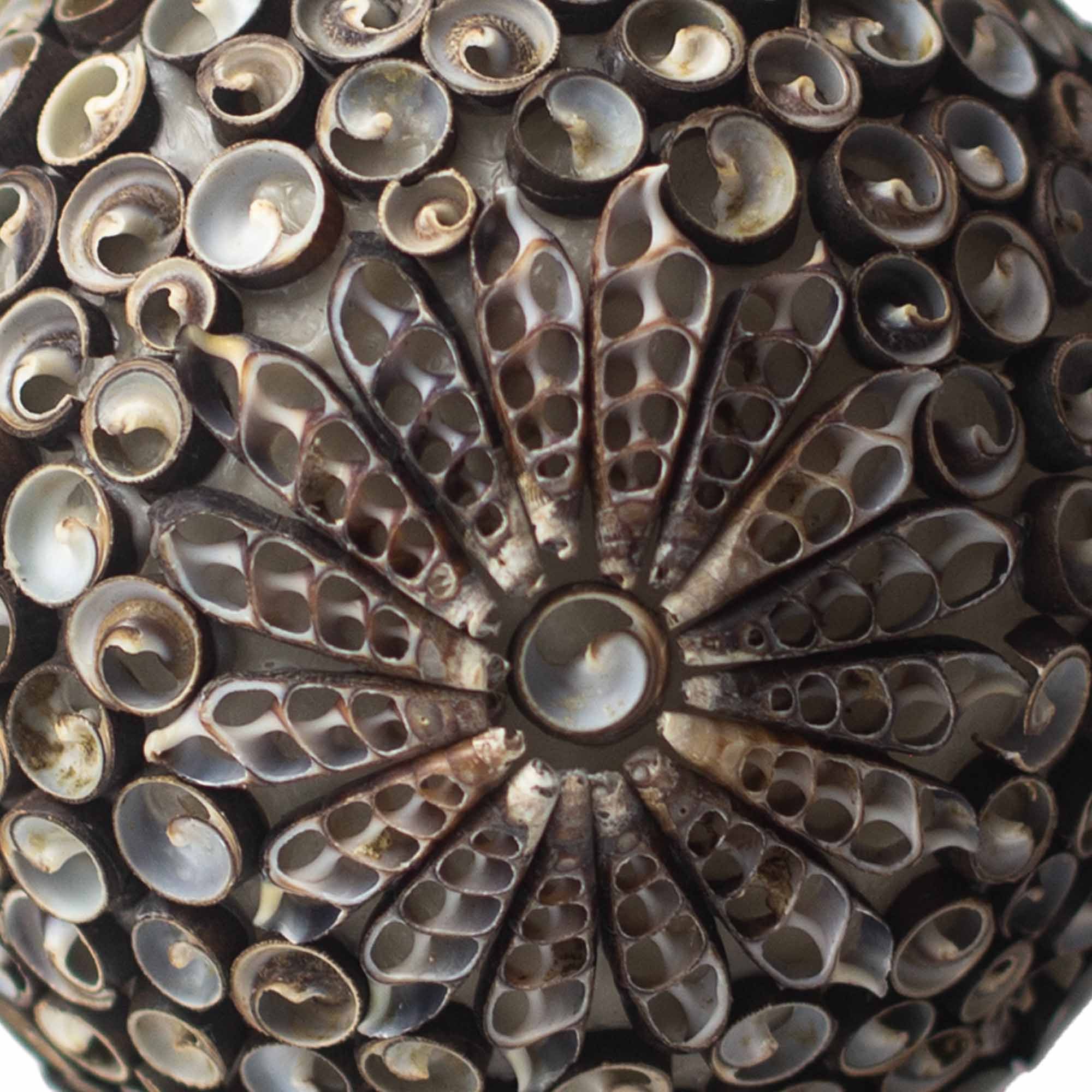 Chocolate Twist Oval Boho Sea Shell Lamp  20cm