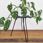 Greywash Albasia Wood Fish Stand