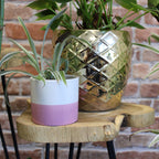 Natural Set of 3 Gamal Wood Plant Stands