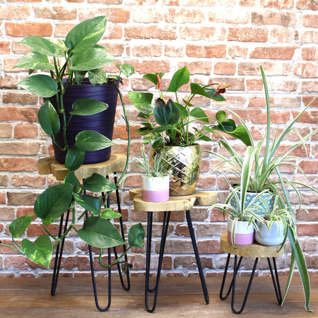 Natural Set of 3 Gamal Wood Plant Stands