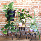 Natural Set of 3 Gamal Wood Plant Stands