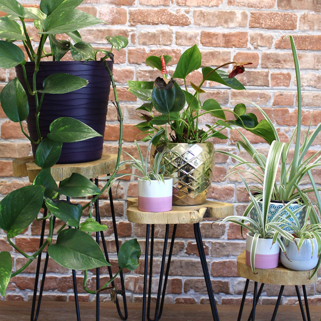 Natural Set of 3 Gamal Wood Plant Stands