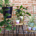 Natural Set of 3 Gamal Wood Plant Stands