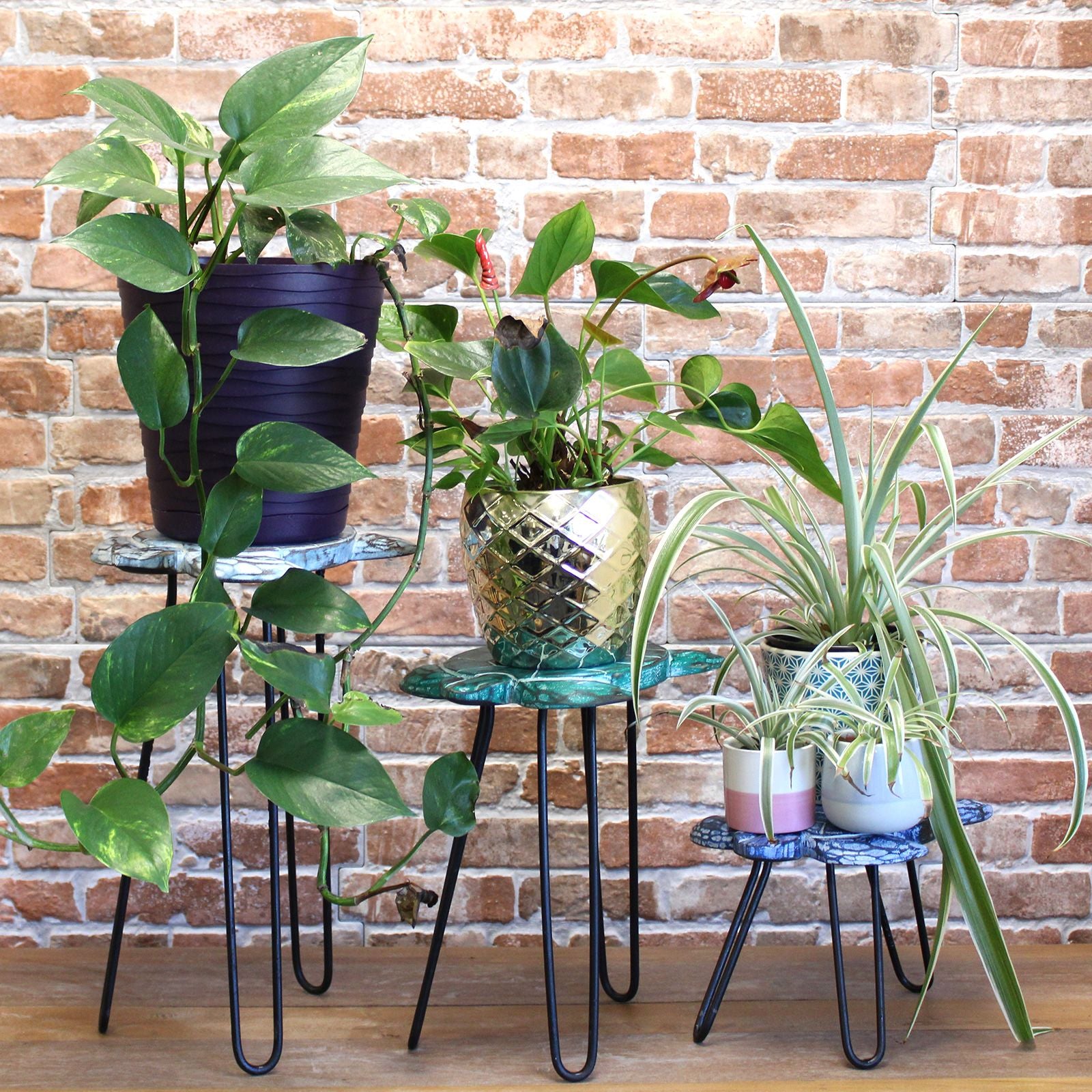 Turtles Set of 3 Albasia Wood Plant Stands