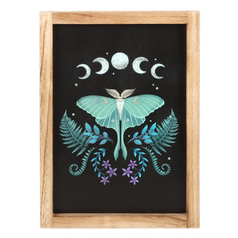 Eleanoras Luna Moth Framed Print Framed Prints