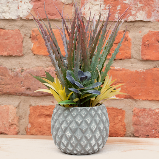 Eleanoras Succulents in Small Lattice Design Grey Pot 