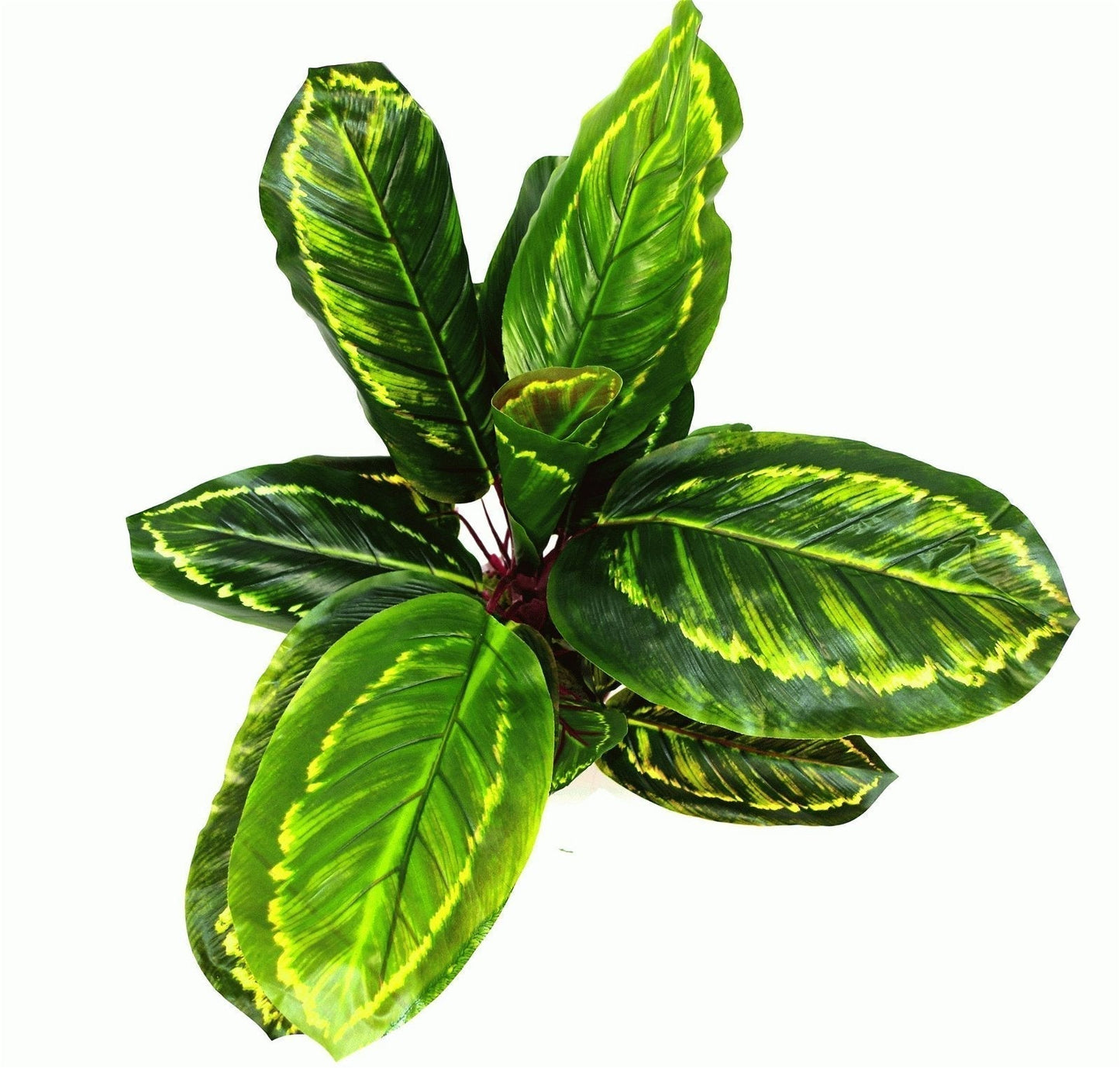 Eleanoras CALATHEA VEITCHIANE ARTIFICIAL MEDIUM PLANT  50cm Artificial Plants