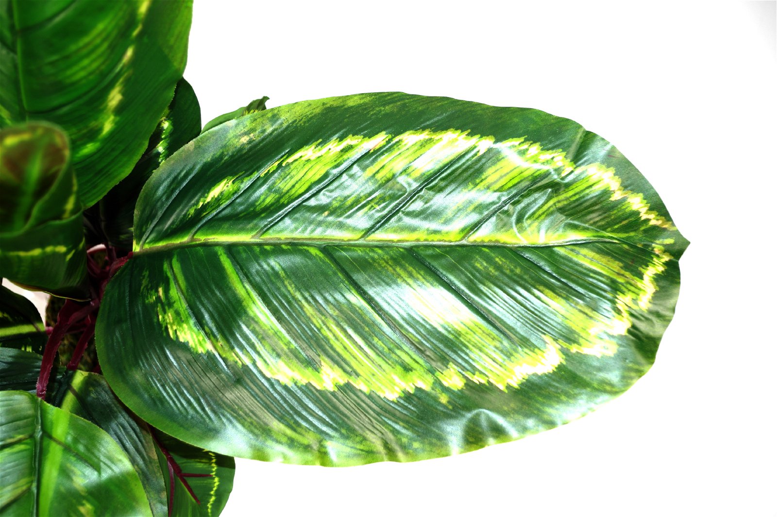 Eleanoras CALATHEA VEITCHIANE ARTIFICIAL MEDIUM PLANT  50cm Artificial Plants