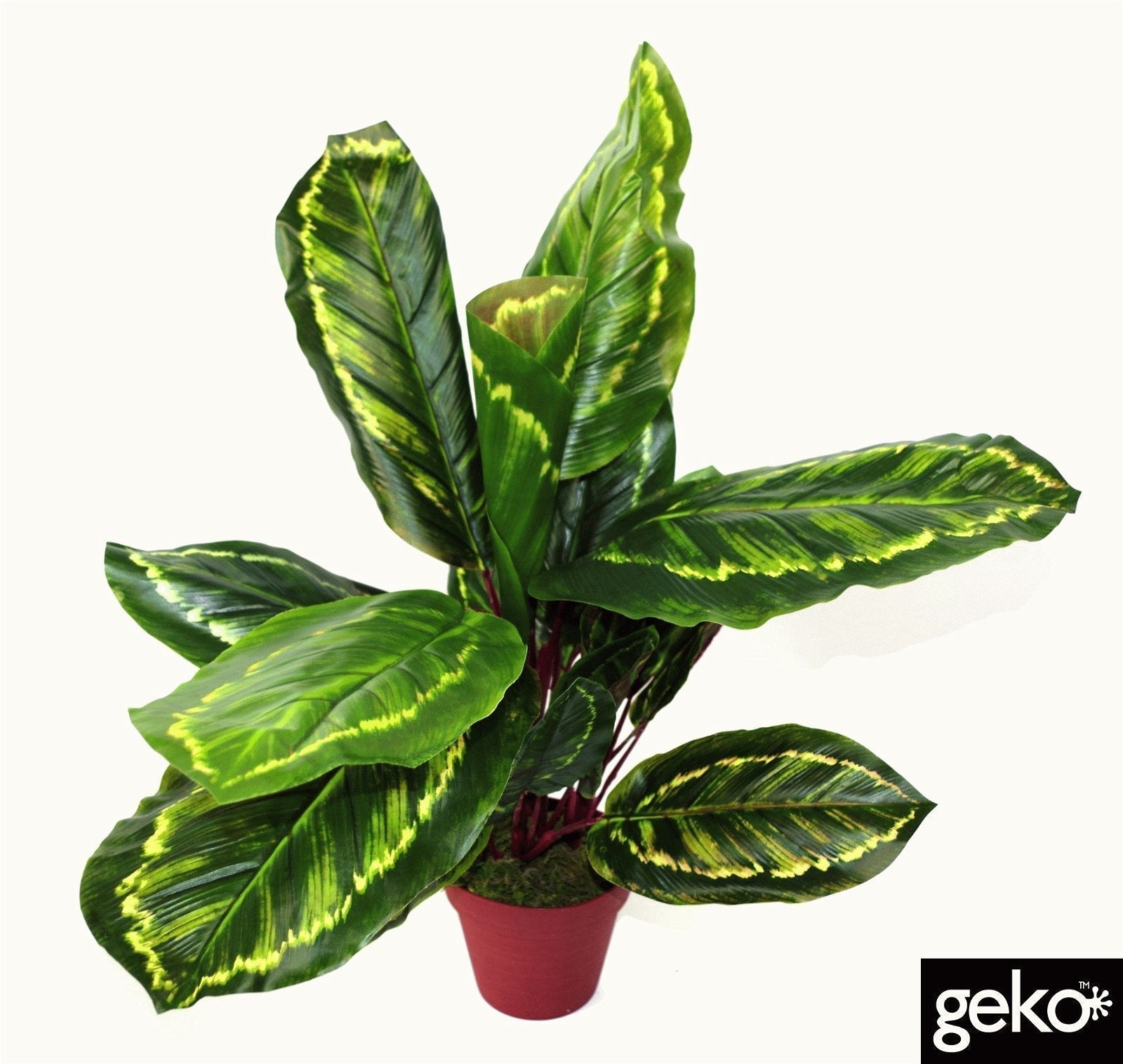 Eleanoras CALATHEA VEITCHIANE ARTIFICIAL MEDIUM PLANT  50cm Artificial Plants