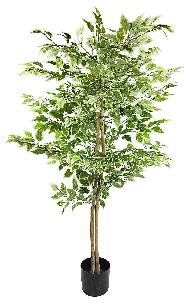 Eleanoras Artificial Ficus Tree With Variegation Leaves 150cm Artificial Plants