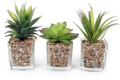 Set Of Three Faux Succulents In Glass Pots  from Eleanoras