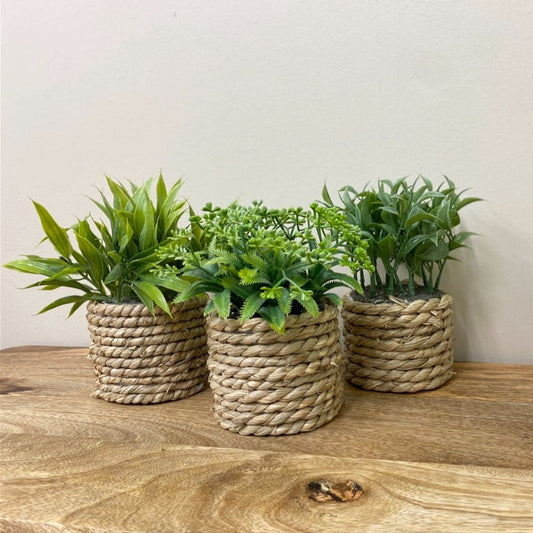 ROPE EFFECTS SET OF 3 POTS & ARTIFICIAL SUCCULENTS Artificial Plants from Eleanoras